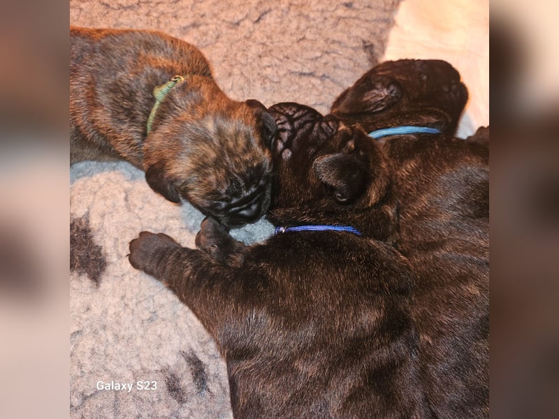 Cane Corso Italiano Mädchen