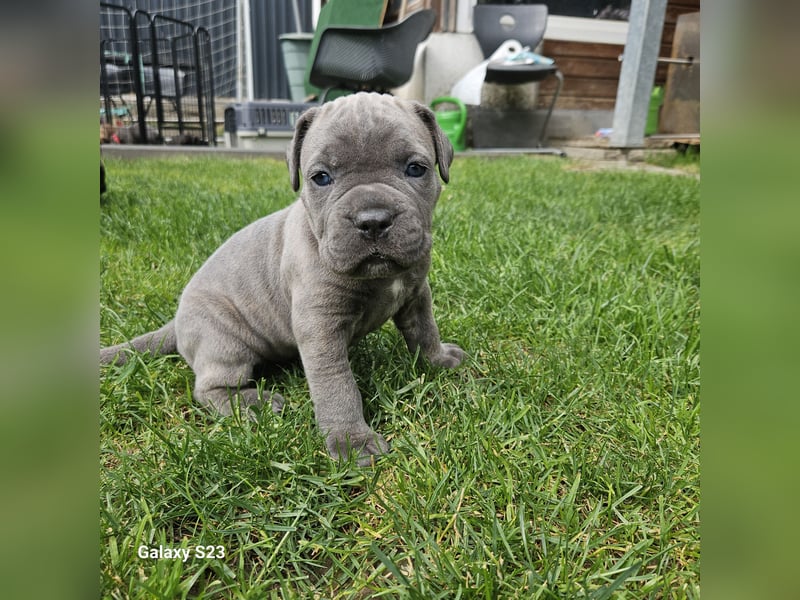Cane Corso Italiano Mädchen