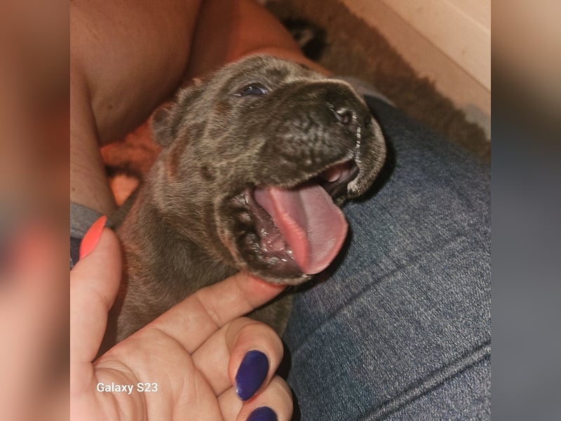 Cane Corso Italiano Mädchen