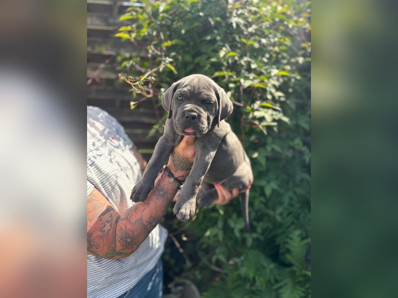 Cane Corso Italiano Mädchen