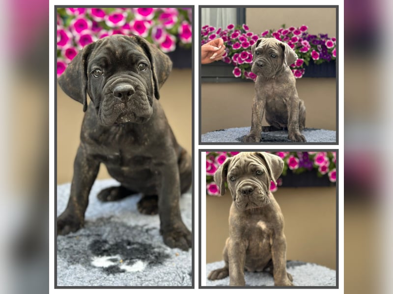 Cane Corso Italiano Mädchen