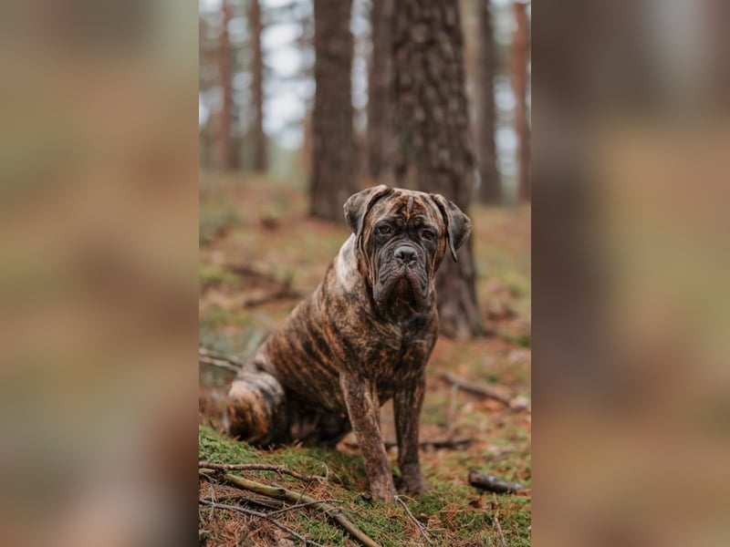 Cane Corso Italiano Mädchen