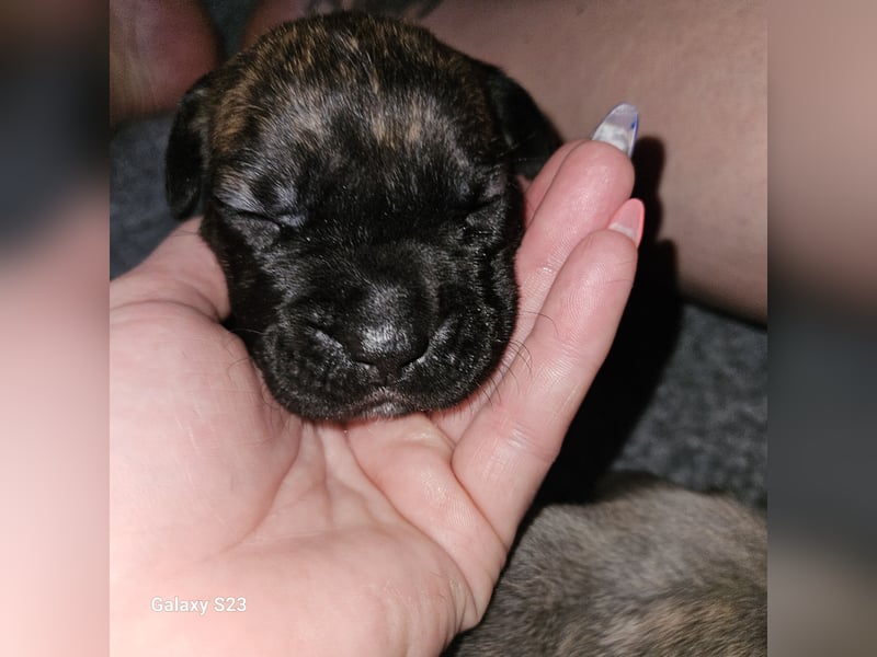 Cane Corso Italiano Mädchen