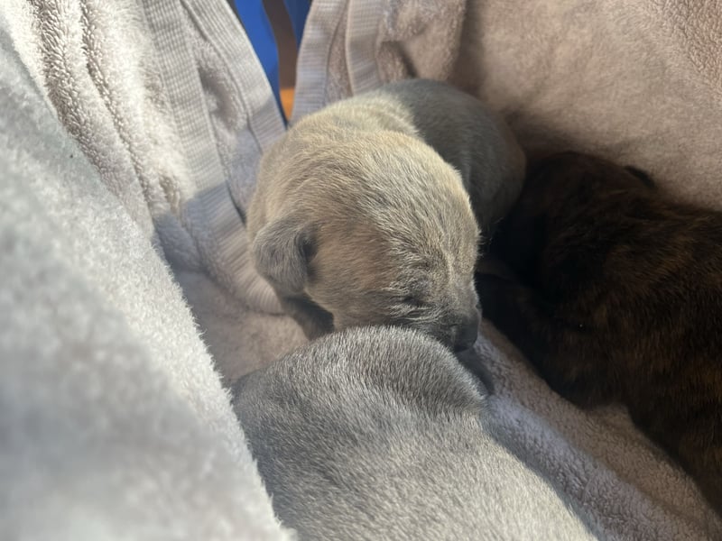 Cane Corso Welpen