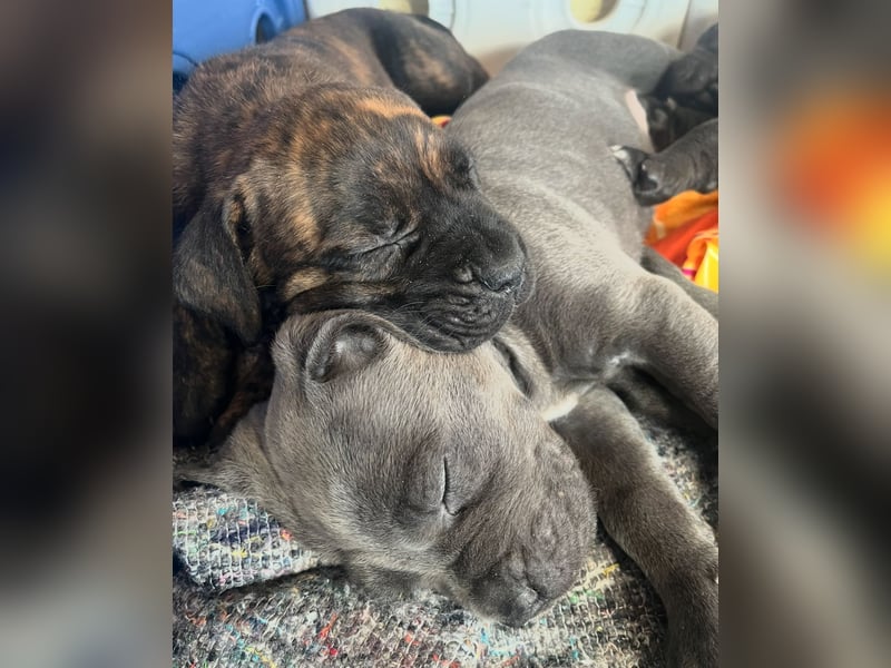 Cane Corso Welpen