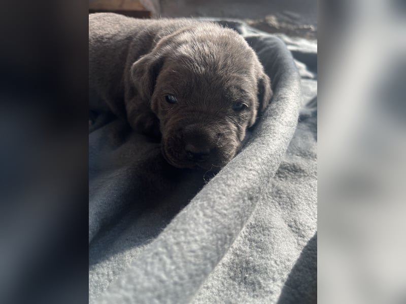 Cane Corso Welpen