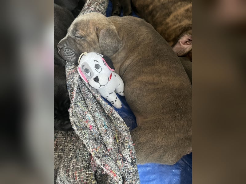 Cane Corso Welpen