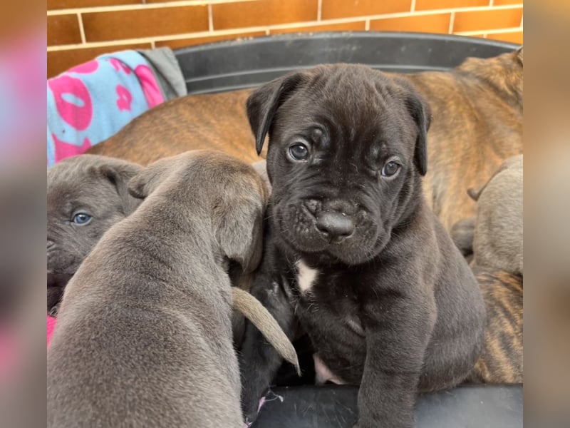 Cane Corso Welpen