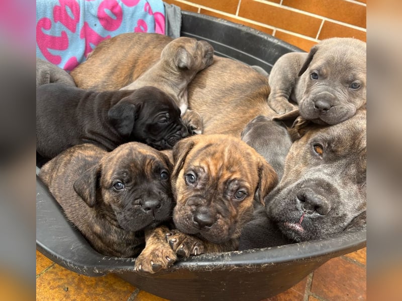 Cane Corso Welpen
