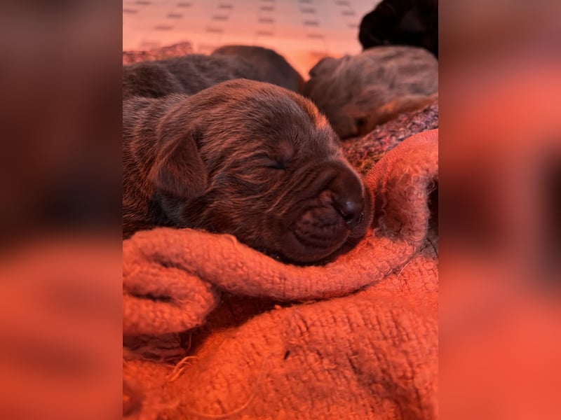 Cane Corso Welpen
