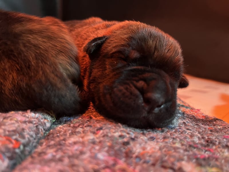 Cane Corso Welpen