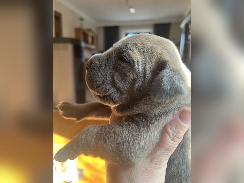 Cane Corso Welpen