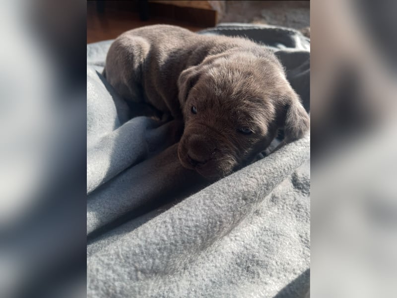 Cane Corso Welpen
