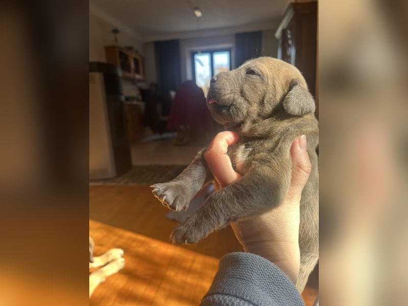 Cane Corso Welpen
