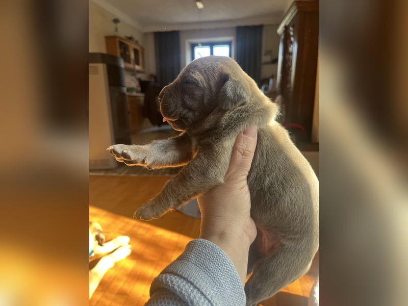 Cane Corso Welpen