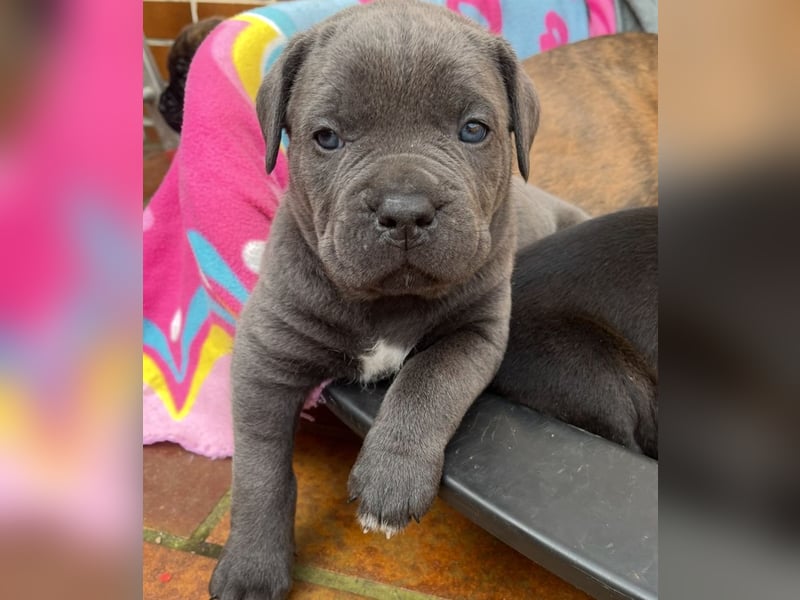 Cane Corso Welpen