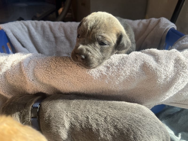 Cane Corso Welpen