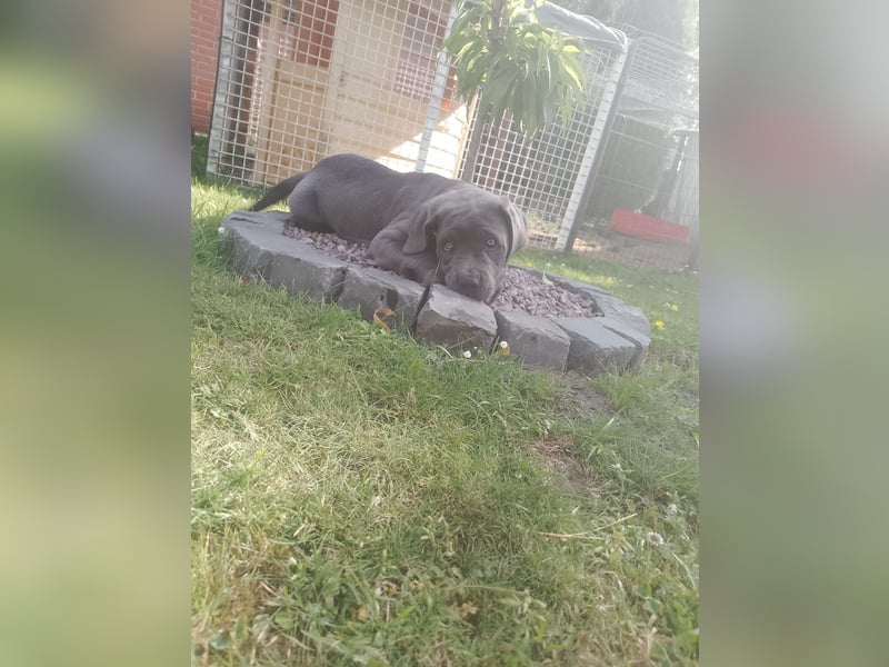 Cane- Corso x Deutsche Dogge