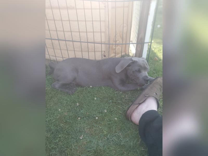 Cane- Corso x Deutsche Dogge
