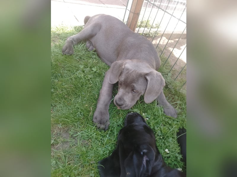 Cane- Corso x Deutsche Dogge