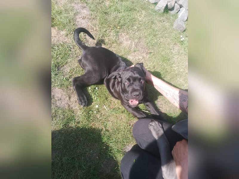 Cane- Corso x Deutsche Dogge