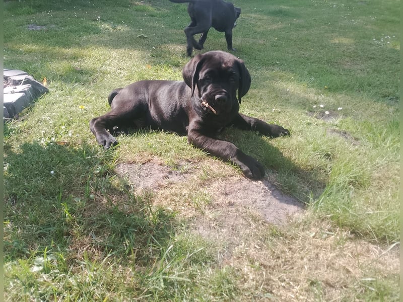 Cane- Corso x Deutsche Dogge