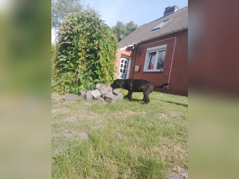 Cane- Corso x Deutsche Dogge