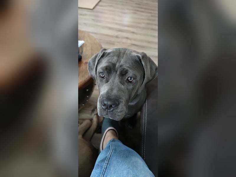 Aika sucht neues Zuhause!