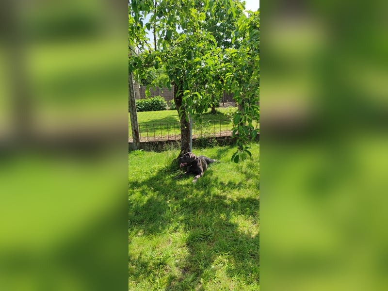 Aika sucht neues Zuhause!