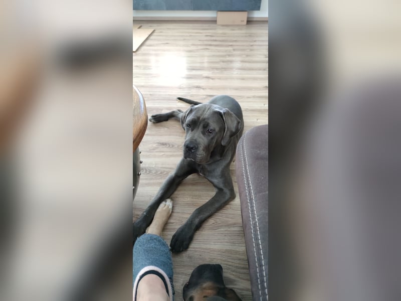 Aika sucht neues Zuhause!