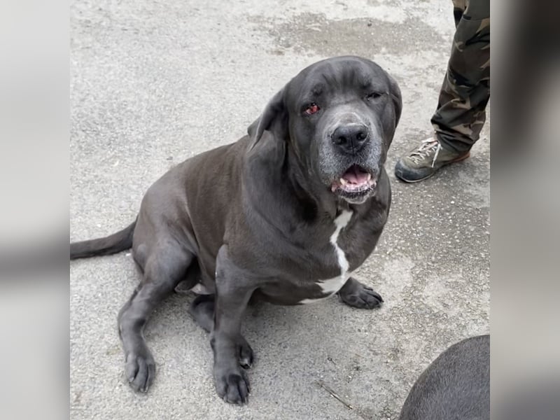 Aida, Cane Corso, sucht Zuhause
