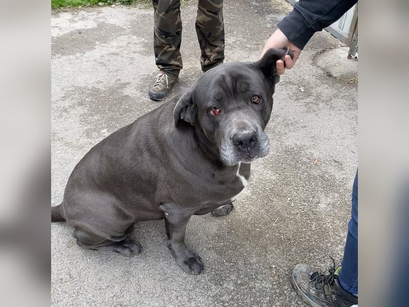 Aida, Cane Corso, sucht Zuhause