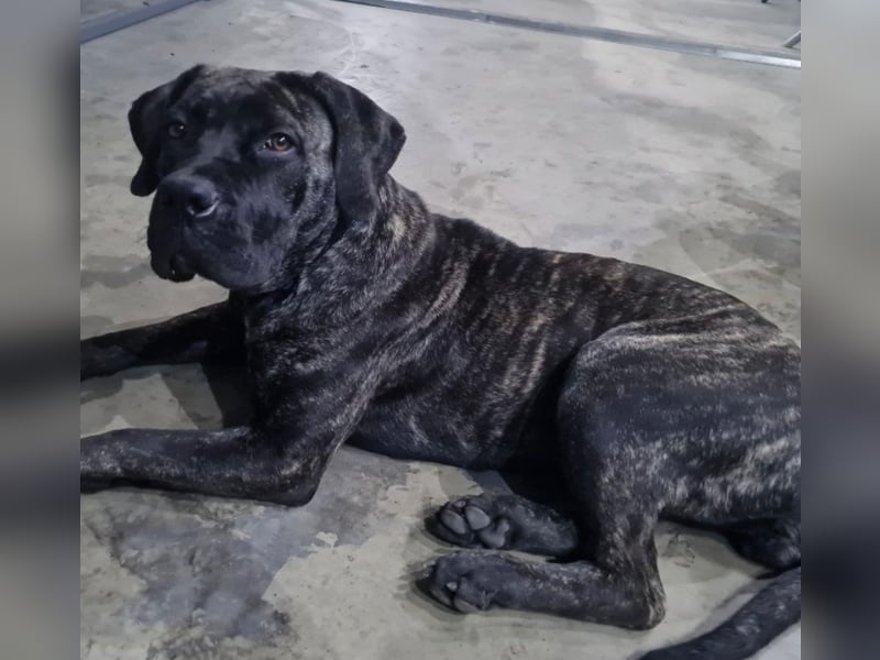Cane Corso Boerboel