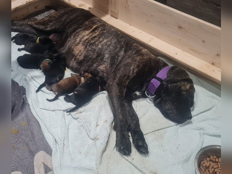 Cane Corso Boerboel