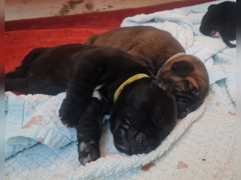 Cane Corso Boerboel