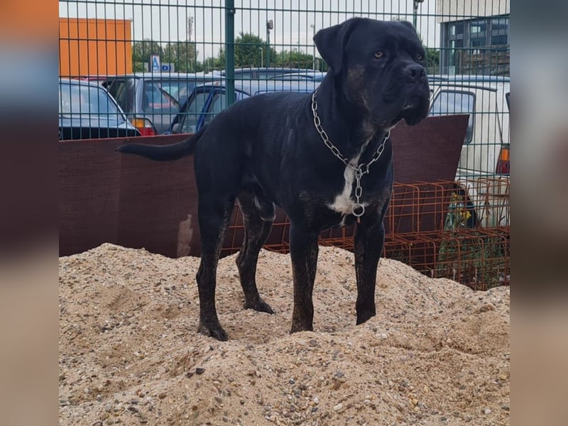 Cane Corso Boerboel