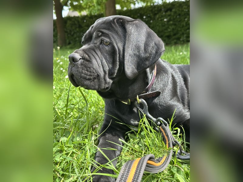 Cane Corso Hündin Welpe mit VDH Stammbaum sucht noch ihr für immer Zuhause