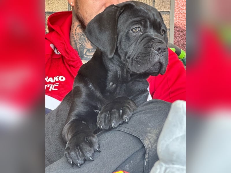 Cane Corso Hündin Welpe mit VDH Stammbaum sucht noch ihr für immer Zuhause