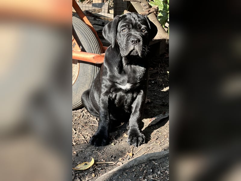 Cane Corso Hündin Welpe mit VDH Stammbaum sucht noch ihr für immer Zuhause