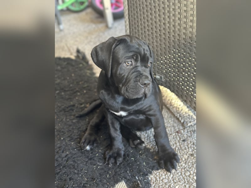 Cane Corso Hündin Welpe mit VDH Stammbaum sucht noch ihr für immer Zuhause