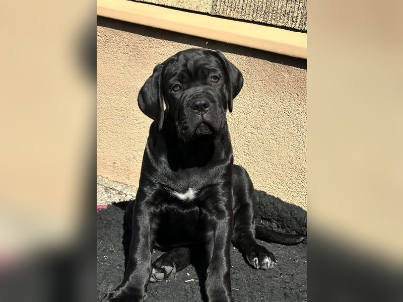 Cane Corso Hündin Welpe mit VDH Stammbaum sucht noch ihr für immer Zuhause