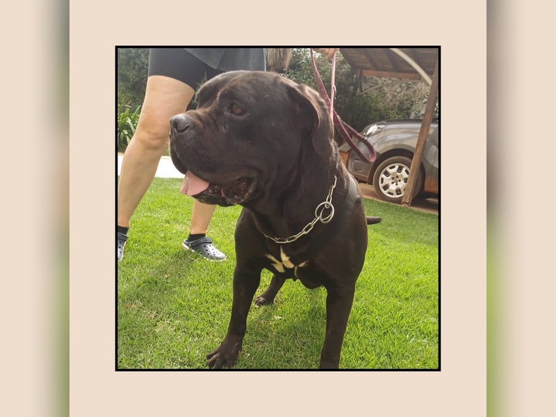 Katzenverträgliche + unkomplizierte Cane Corso Hündin MARTA wartet in Friesenhagen auf DICH!