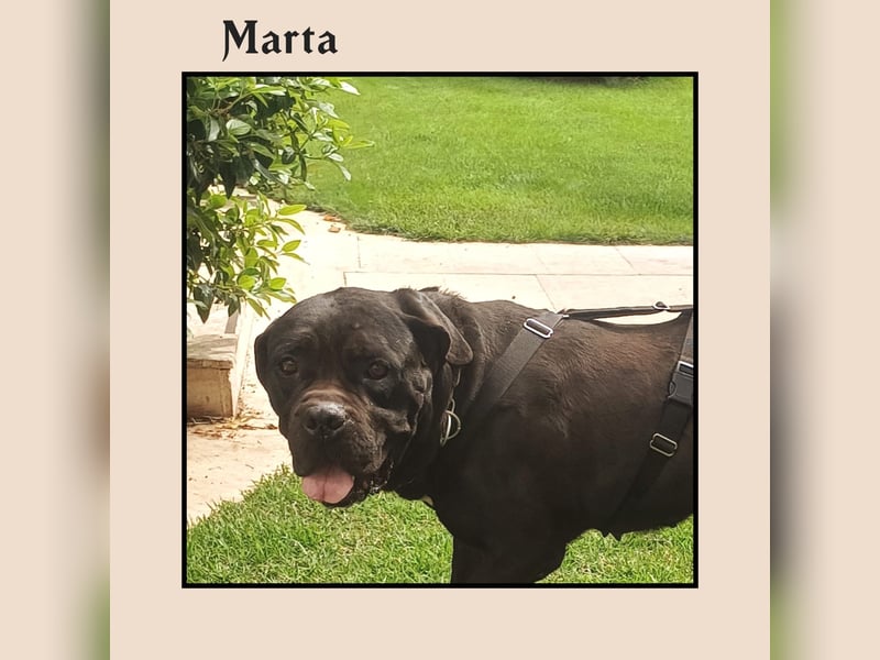 Katzenverträgliche + unkomplizierte Cane Corso Hündin MARTA wartet in Friesenhagen auf DICH!