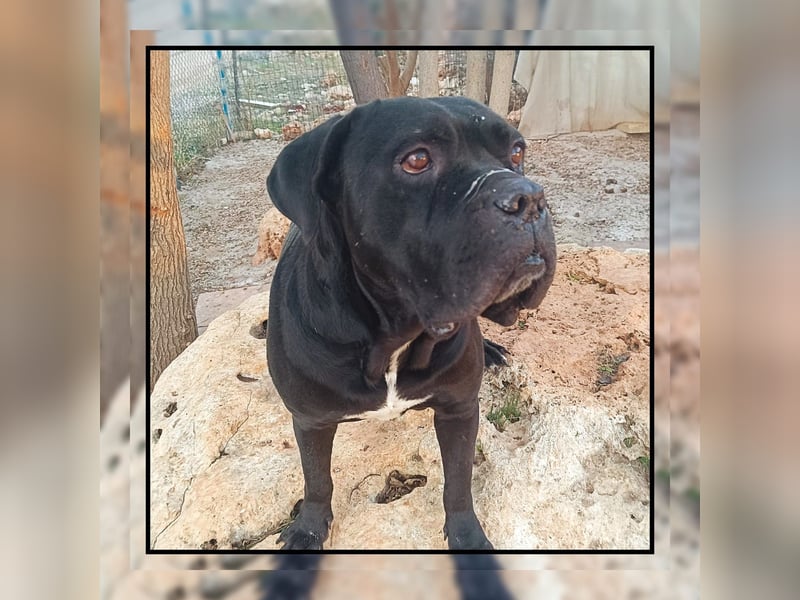 Katzenverträgliche + unkomplizierte Cane Corso Hündin MARTA wartet in Friesenhagen auf DICH!