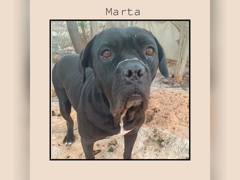 Katzenverträgliche + unkomplizierte Cane Corso Hündin MARTA wartet in Friesenhagen auf DICH!