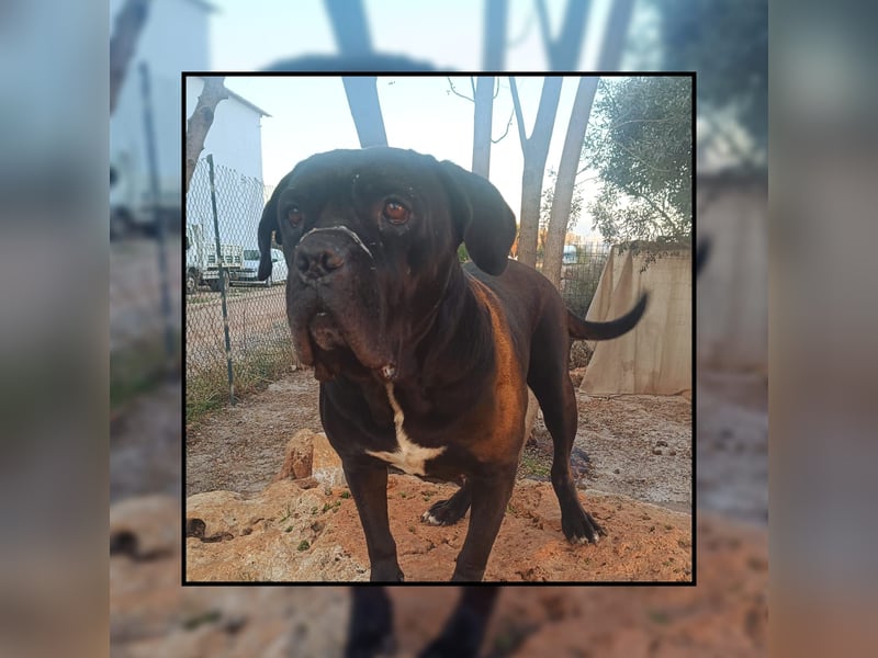 Katzenverträgliche + unkomplizierte Cane Corso Hündin MARTA wartet in Friesenhagen auf DICH!