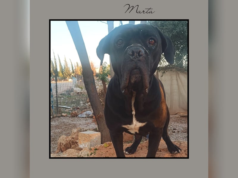Katzenverträgliche + unkomplizierte Cane Corso Hündin MARTA wartet in Friesenhagen auf DICH!