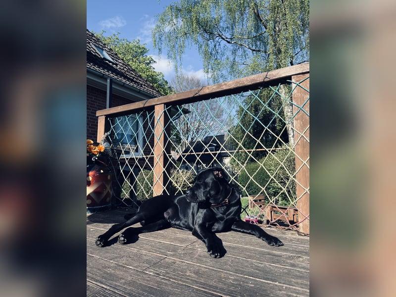 2 Jahre alte Cane Corso x Bullmastiff Hündin