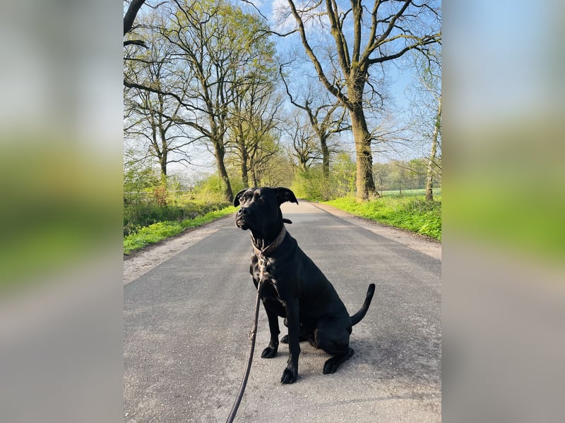 2 Jahre alte Cane Corso x Bullmastiff Hündin