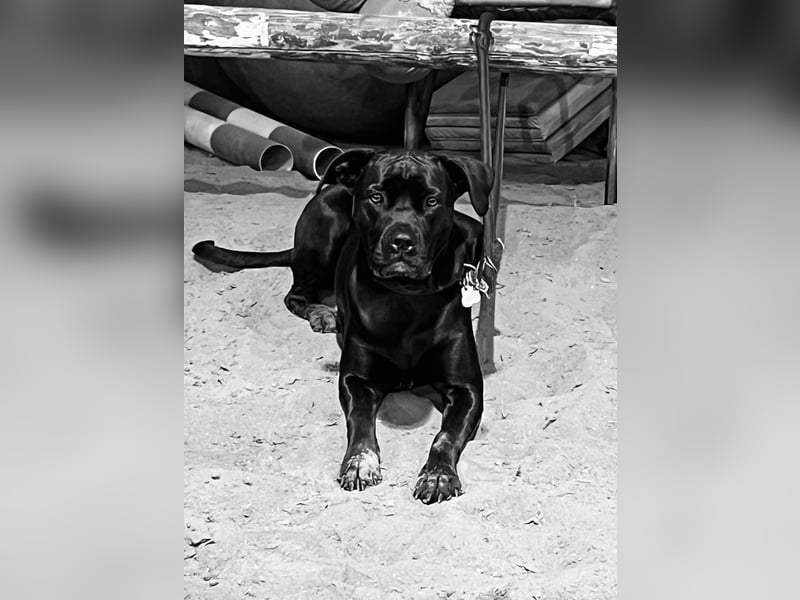 2 Jahre alte Cane Corso x Bullmastiff Hündin